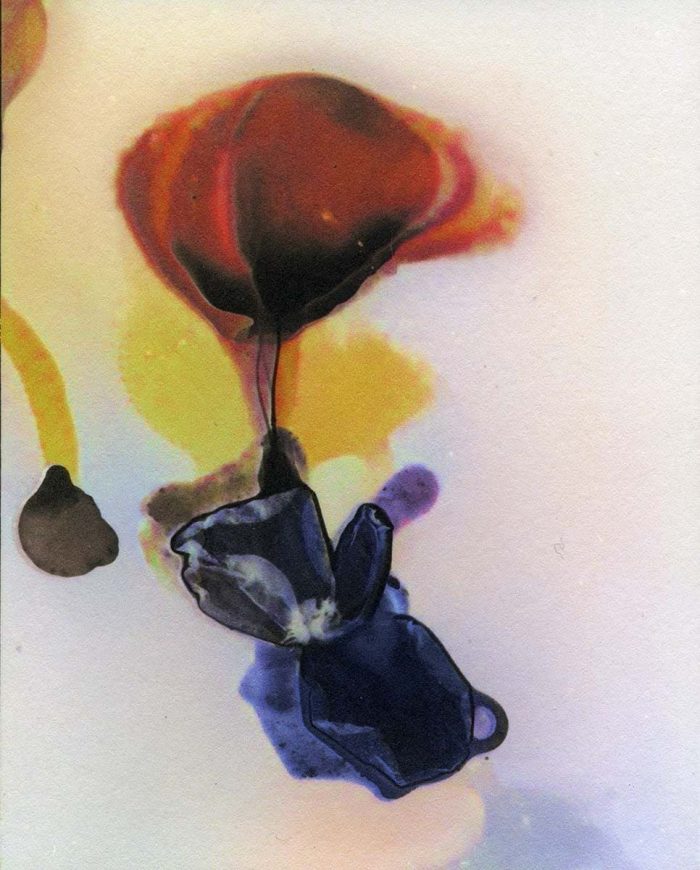 Bruce Dunbar Untitled(Flower6)