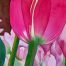 pratibha_garewal_tulips_ohoy