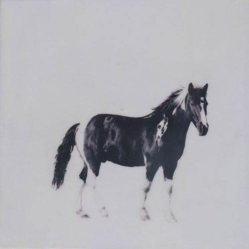 Jen_Badalamenti_Life-with-Horses_Lil-Johnny-B