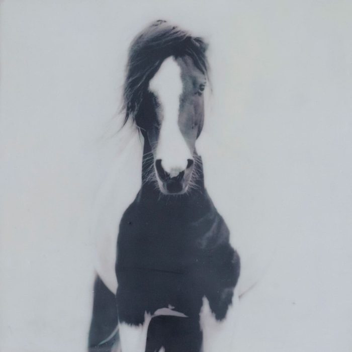 Jen_Badalamenti_Life-with-Horses_Mikey