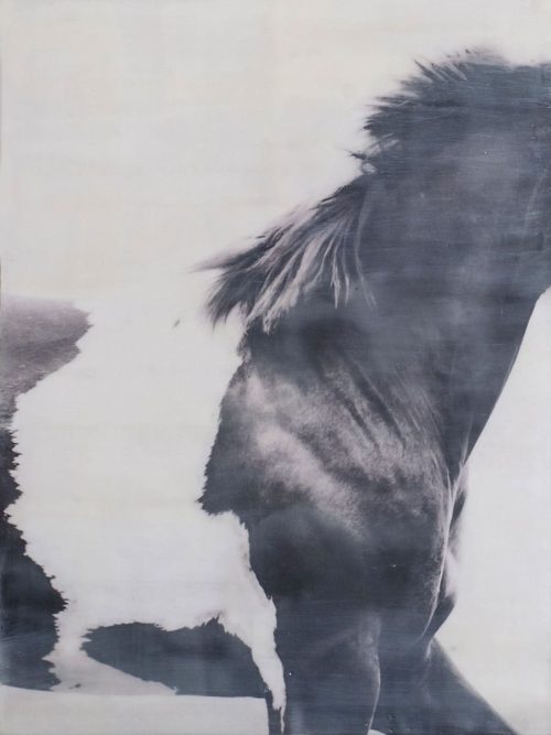 Jen_Badalamenti_Life-with-Horses_Wild