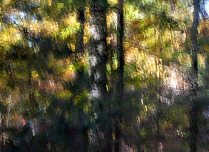 bruce-dunbar-woodland-movement-2295
