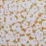 Swann_Garden_Of_Hopes_And_Dreams_canvas_36x60