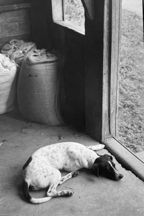 Jill_Freedman_Fang_15