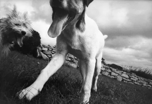 Jill_Freedman_Fang_16
