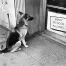 Jill_Freedman_Fang_18
