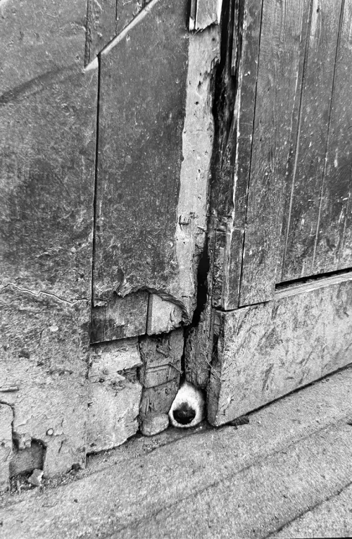 Jill_Freedman_Fang_19
