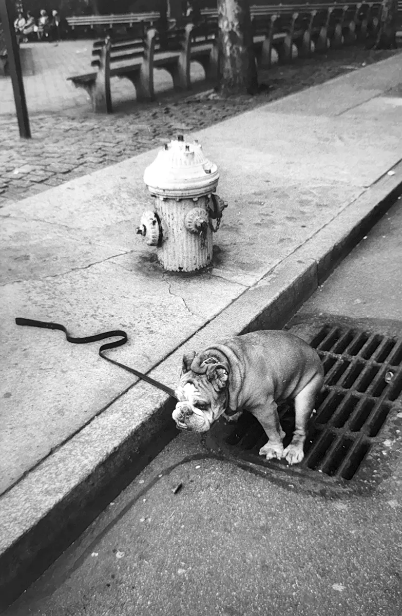 Jill_Freedman_Fang_24