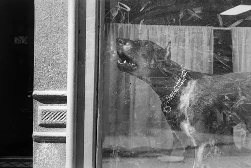 Jill_Freedman_Fang_27