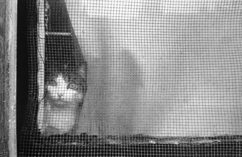 Jill_Freedman_Fang_33