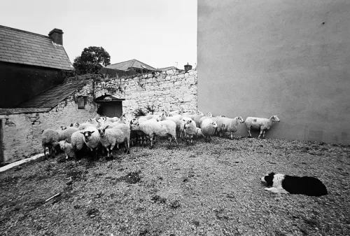 Jill_Freedman_Fang_38