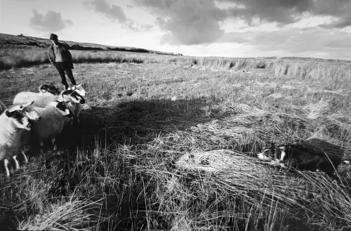 Jill_Freedman_Fang_5