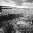 Jill_Freedman_Fang_5