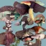 Carol_Bouyoucos_Edibles