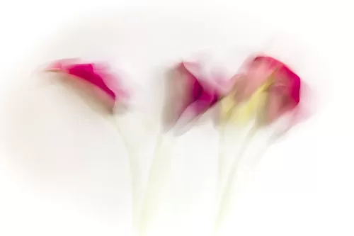 JoAnn_Cancro_Calla_Lilies