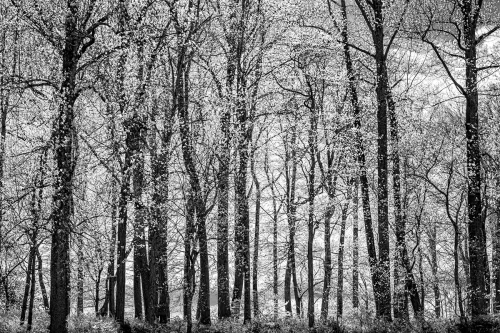 JoAnn_Cancro_Seasons