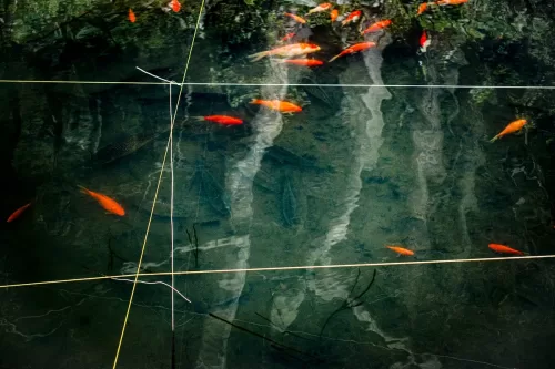 Marcy_Cohen_Very_Coy