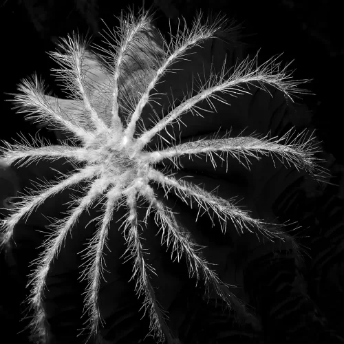 Martin_Kienzle_Cactus