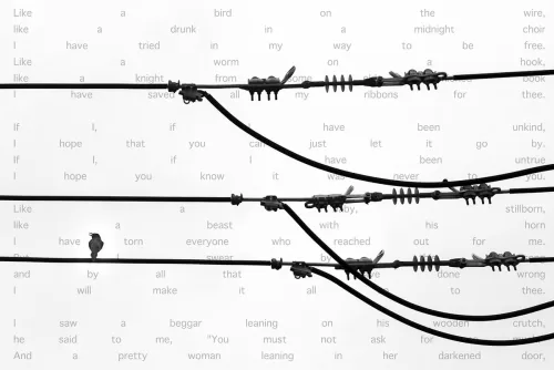 Randy_Bird_On_a_Wire