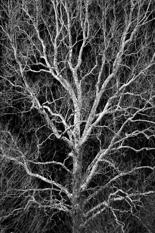 Roger_Busch_ArterialSystem