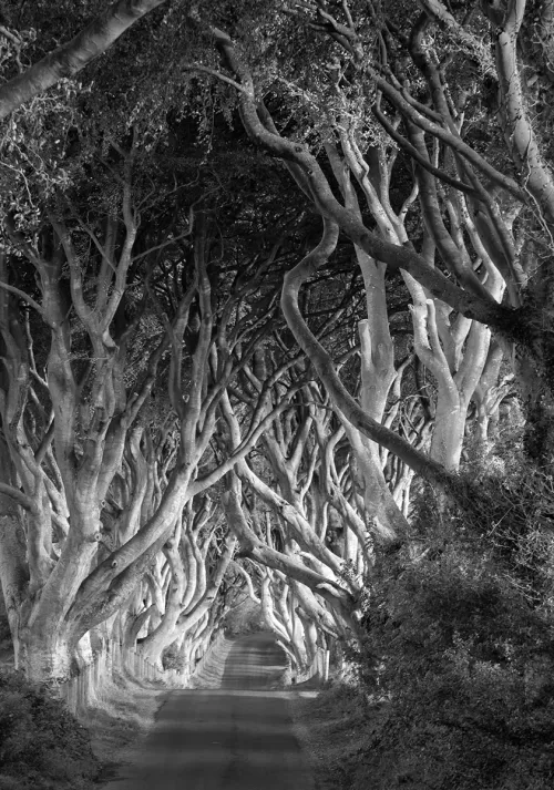 Roger_Busch_TheKingsroad