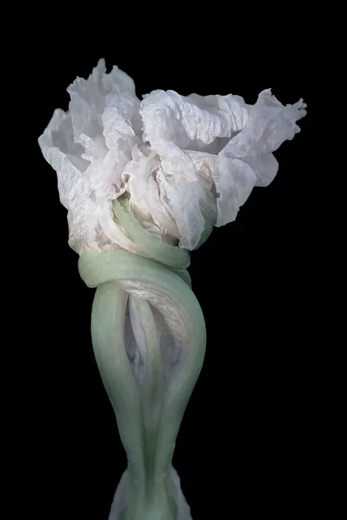 Rosalie_Frost_Forms#2_Iris